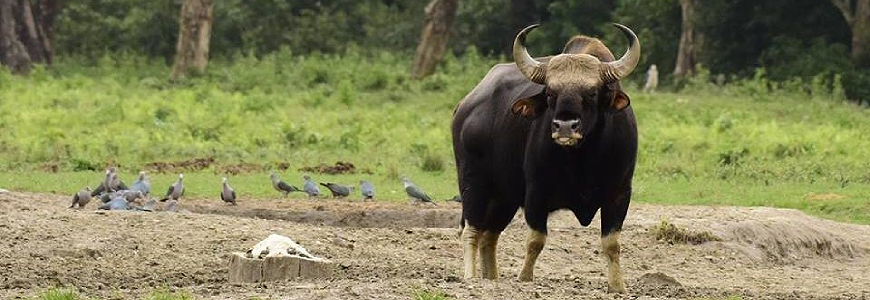 Dooars Jungle Tour Package